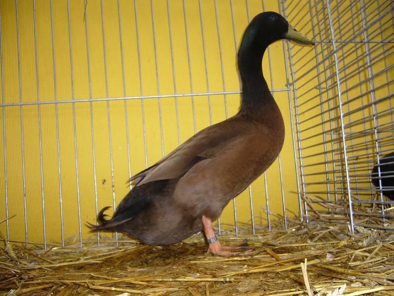 Hannover 2008 168.jpg - Cambellenten khakifarbig Bernd Niklas Preis HV 96 MB